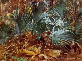 Palmettos Palmettos