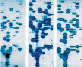 Glenn, Dario et Tyrone (du jardin des délices) Glenn, Dario et Tyrone (du jardin des délices)