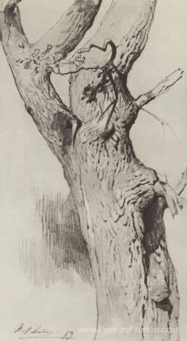 Le tronc d'un vieil arbre Le tronc d'un vieil arbre