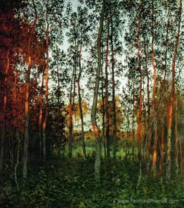 Les derniers rayons du soleil. Aspen Forest. Les derniers rayons du soleil. Aspen Forest.
