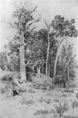 Au bord de la mer. Sestroreck Au bord de la mer. Sestroreck