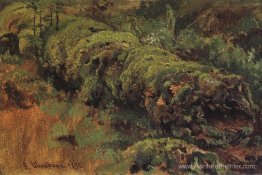 Bois pourri, recouvert de mousse Bois pourri, recouvert de mousse