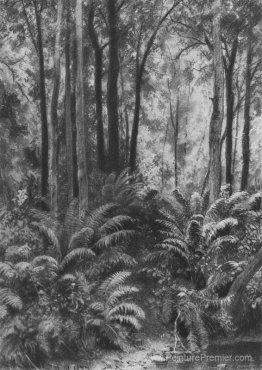 Fougères dans la forêt Fougères dans la forêt