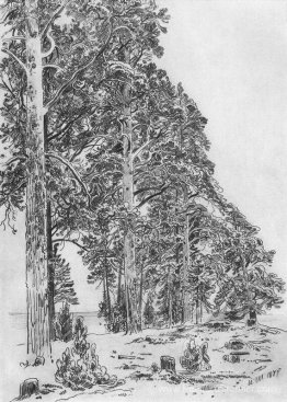 Pin sur la plage Pin sur la plage