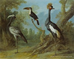 Demoiselle Crane, Toucan et Crane tufted Demoiselle Crane, Toucan et Crane tufted