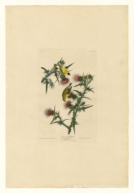 Planche 33. Goldfinch américain Planche 33. Goldfinch américain