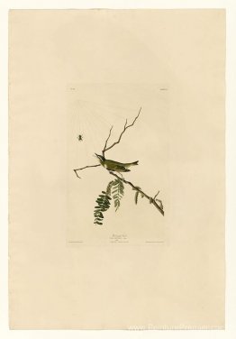 Plaque 150 VIREO aux yeux rouges Plaque 150 VIREO aux yeux rouges