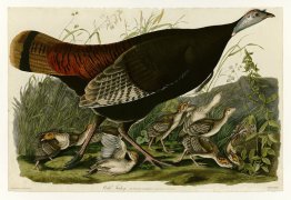 Planche 6. Turquie sauvage Planche 6. Turquie sauvage