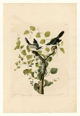 Planche 57. Shrike caouange Planche 57. Shrike caouange