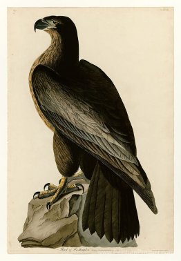 Planche 11. Bird de Washington Planche 11. Bird de Washington