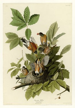 Planche 131 American Robin Planche 131 American Robin