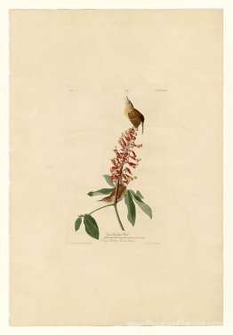 Planche 78 Great Carolina Wren Planche 78 Great Carolina Wren