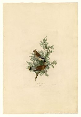 Planche 43. Bird de cèdre Planche 43. Bird de cèdre