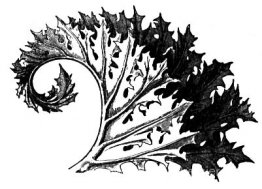 Acanthe Acanthe
