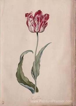 Tulipe Tulipe