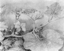 Fleur de citrouille Fleur de citrouille