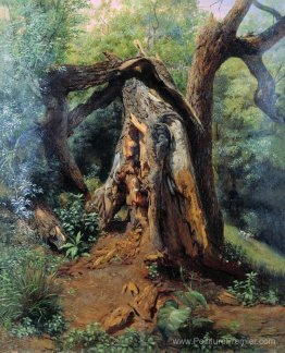 Un vieil arbre Un vieil arbre