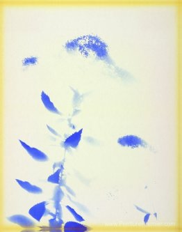 Trachelium caeruleum Trachelium caeruleum