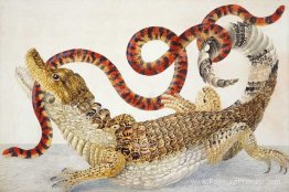Caiman spectaclé (Caiman Crocodilus) et un faux serpent corallie Caiman spectaclé (Caiman Crocodilus) et un faux serpent corallie