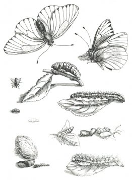 Plaque LXXXV, d'Erucarum Ortus Alinitum et paradoxa métamorphose Plaque LXXXV, d'Erucarum Ortus Alinitum et paradoxa métamorphose