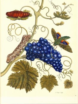 Assiette d'un papillon (Eumorpha Labruscae) qui se nourrit de ra Assiette d'un papillon (Eumorpha Labruscae) qui se nourrit de ra