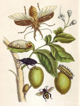 de la métamorphose insectrice surinamensium, plaque xlviii de la métamorphose insectrice surinamensium, plaque xlviii