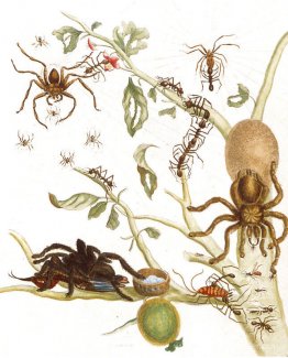Araignées, fourmis et colibris sur une branche d'une goyave Araignées, fourmis et colibris sur une branche d'une goyave