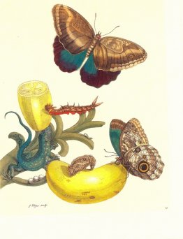 Planche n ° 23- Musa Paradisiaca, Caligo Teucer et Cnemidophorus Planche n ° 23- Musa Paradisiaca, Caligo Teucer et Cnemidophorus