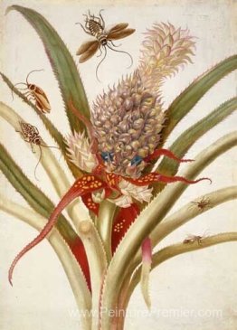 Ananas et cafards Ananas et cafards