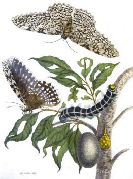 de la métamorphose insectrice surinamensium, planche xx. (Thysan de la métamorphose insectrice surinamensium, planche xx. (Thysan