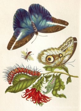 Métamorphose insectorum surinamensium Métamorphose insectorum surinamensium