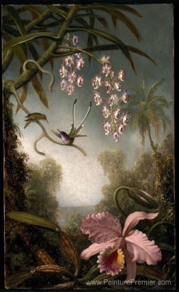 Orchidées et orchidées pulvérisées avec colibri Orchidées et orchidées pulvérisées avec colibri
