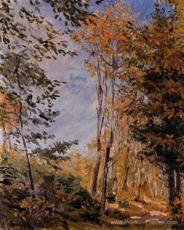 Forêt d'automne Forêt d'automne