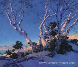Bouleau en hiver Bouleau en hiver