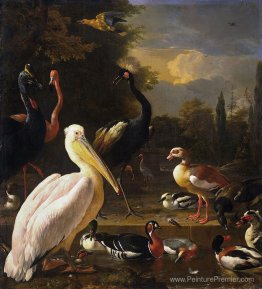 Un pélican et d'autres oiseaux près d'une piscine (la plume flot Un pélican et d'autres oiseaux près d'une piscine (la plume flot