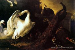 Cygnes et paons Cygnes et paons
