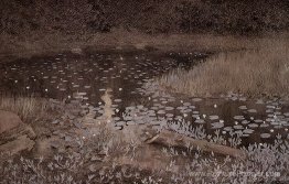 Jomfruland Lilypond Jomfruland Lilypond
