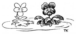 Marguerits Marguerits