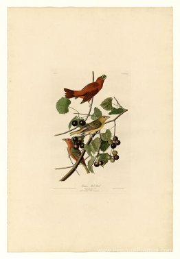 Planche 44. oiseau rouge d'été Planche 44. oiseau rouge d'été