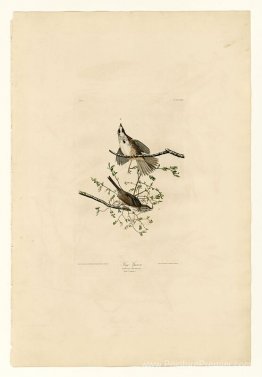 Planche 25. Chanson Sparrow Planche 25. Chanson Sparrow