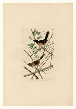 Planche 29. Towhe Bunting Planche 29. Towhe Bunting