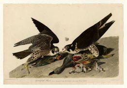Planche 16. Hawk à pied Planche 16. Hawk à pied