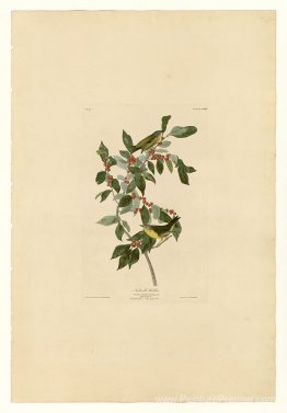Planche 89 Nashville Warbler Planche 89 Nashville Warbler