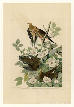 Planche 17. Carolina Turtle Dove Planche 17. Carolina Turtle Dove