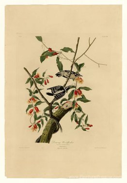 Planche 112 Woodpecker Downy Planche 112 Woodpecker Downy