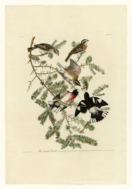 Plaque 127 Grosbeak à poitrine rose Plaque 127 Grosbeak à poitrine rose