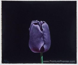 Tulipe Tulipe