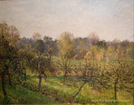 Forêt en soirée Forêt en soirée