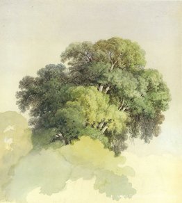 Les couronnes des arbres Les couronnes des arbres