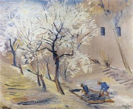 Abricot arbres en fleur Abricot arbres en fleur